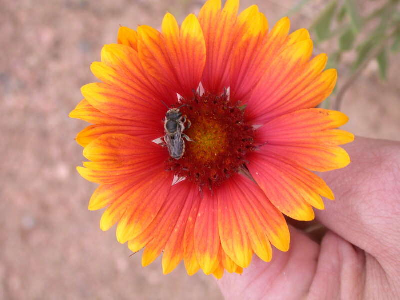 Image of Megachilidae