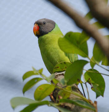 Image of Grey-headed Parakeet