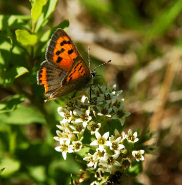 Imagem de Lycaena