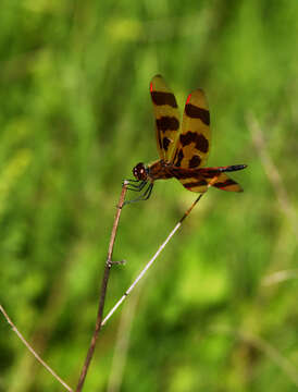 Celithemis eponina (Drury 1773) resmi