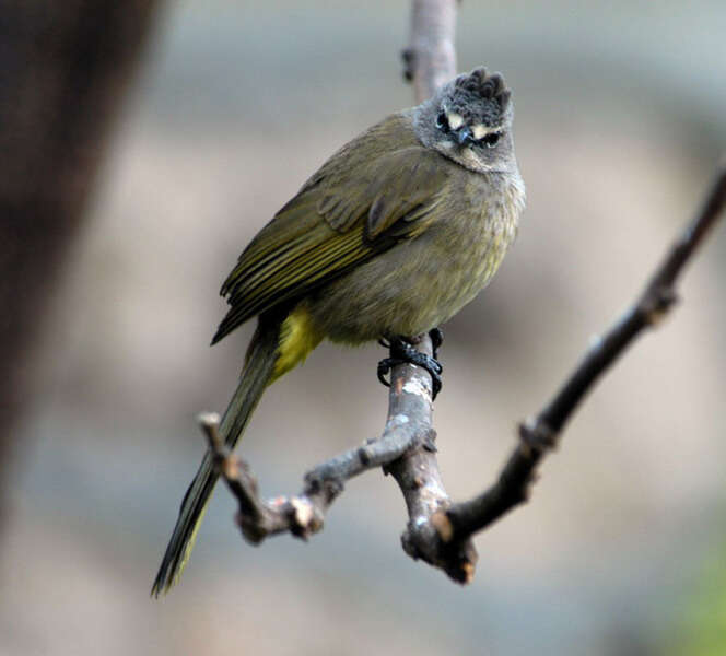 Image of Flavescent Bulbul