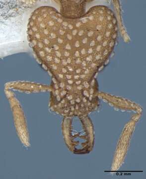 Image of <i>Strumigenys anchis</i>