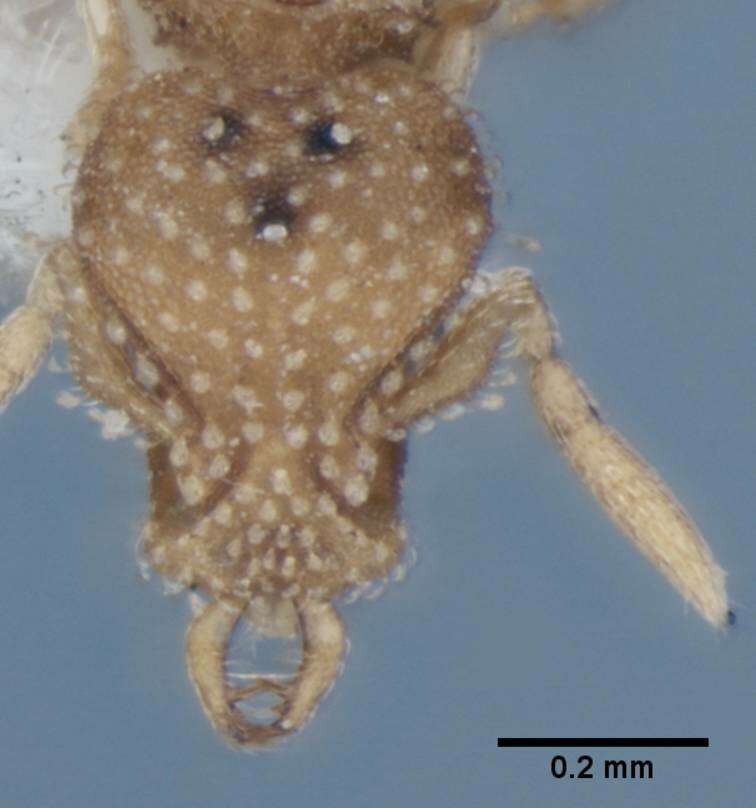 Image of <i>Strumigenys radix</i>