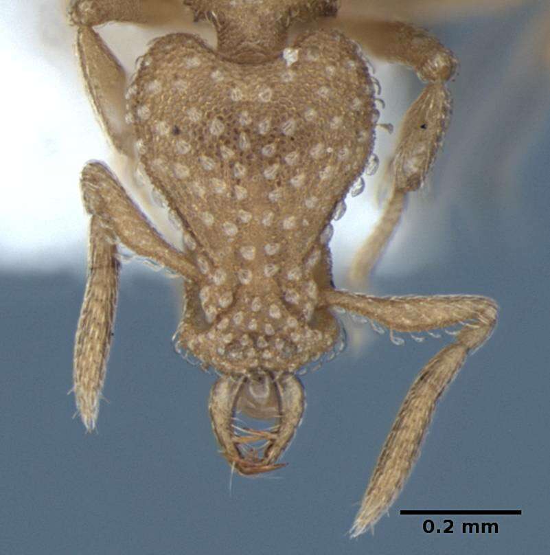 Image of <i>Strumigenys sutrix</i>