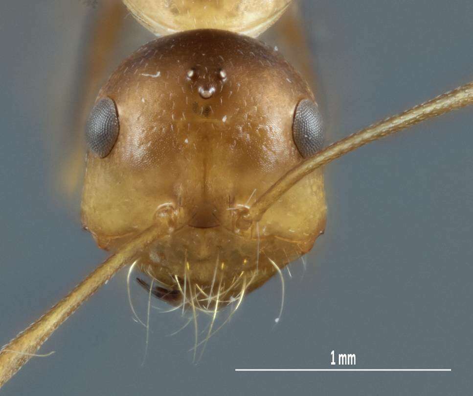 Image of <i>Melophorus nemophilus</i>