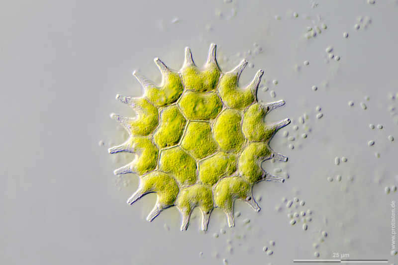 Image of Pseudopediastrum