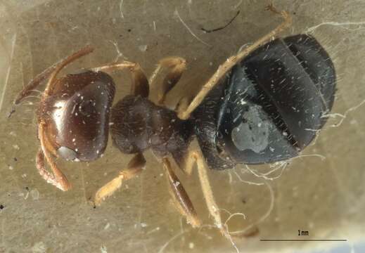 Image of Melophorus bruneus McAreavey 1949