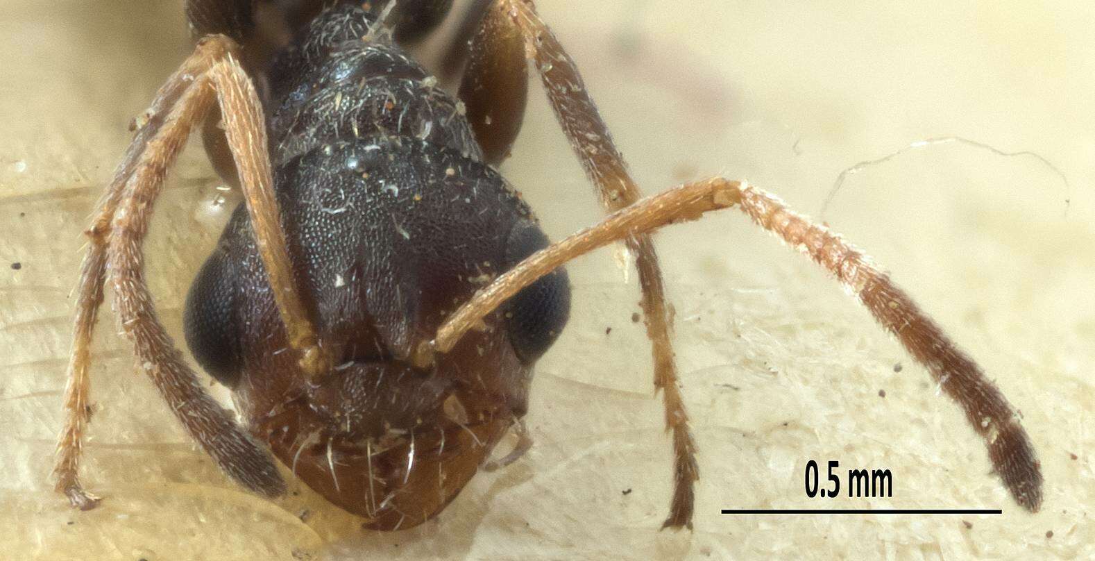 Image of Melophorus bruneus McAreavey 1949