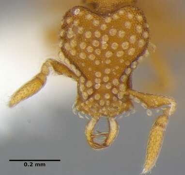 Image of Strumigenys emmae