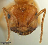 Image of Melophorus anderseni Agosti 1997