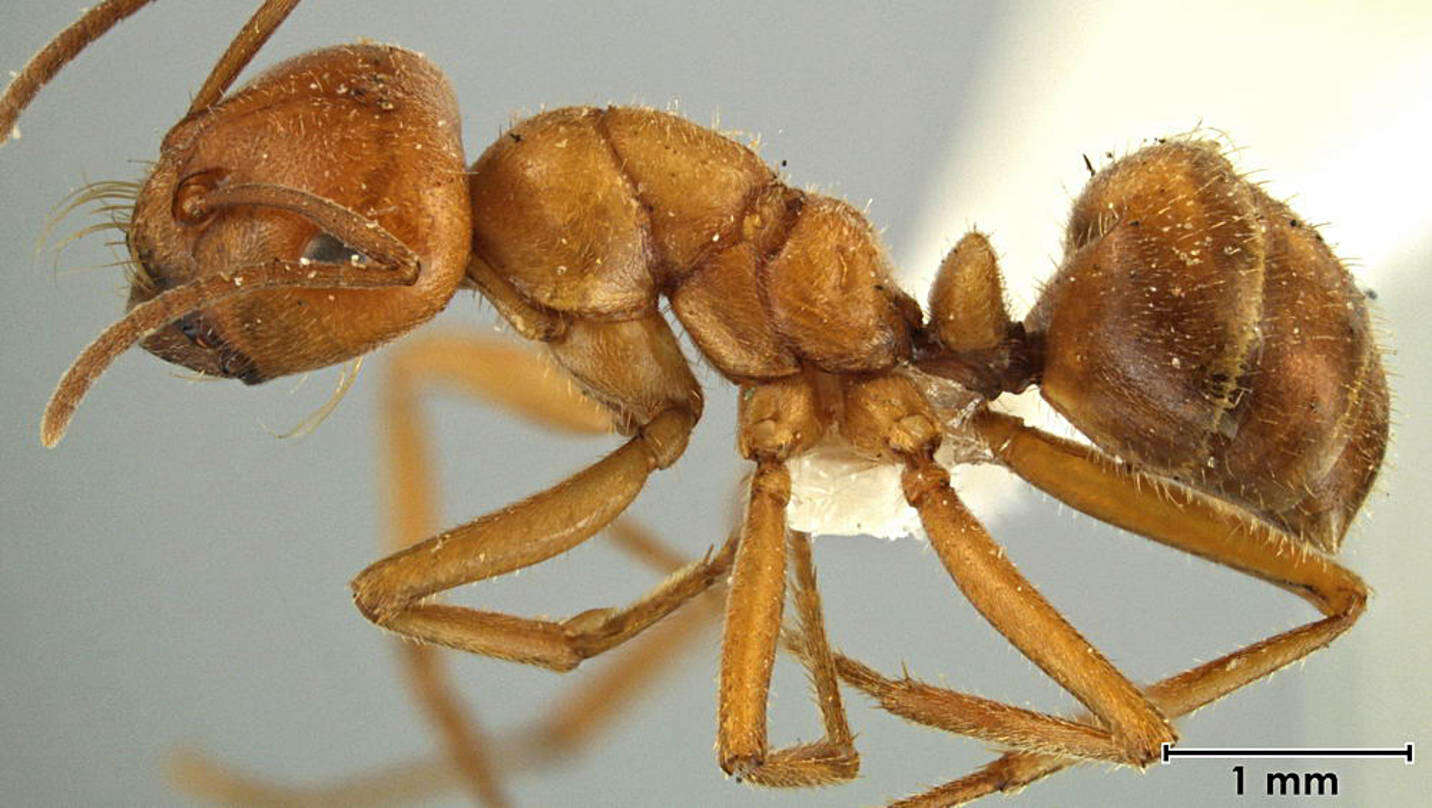 Image of Melophorus anderseni Agosti 1997