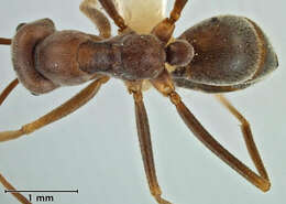 Image of Melophorus anderseni Agosti 1997