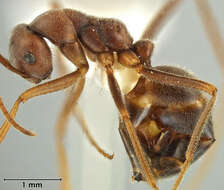 Image of Melophorus anderseni Agosti 1997