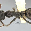 Imagem de <i>Melophorus canus</i>