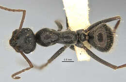 Imagem de <i>Melophorus canus</i>