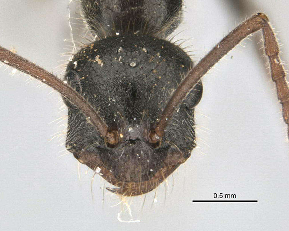 Imagem de <i>Melophorus canus</i>