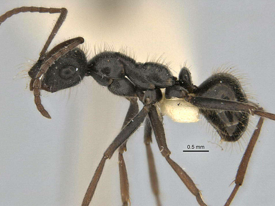 Imagem de <i>Melophorus canus</i>