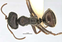 Imagem de <i>Melophorus canus</i>