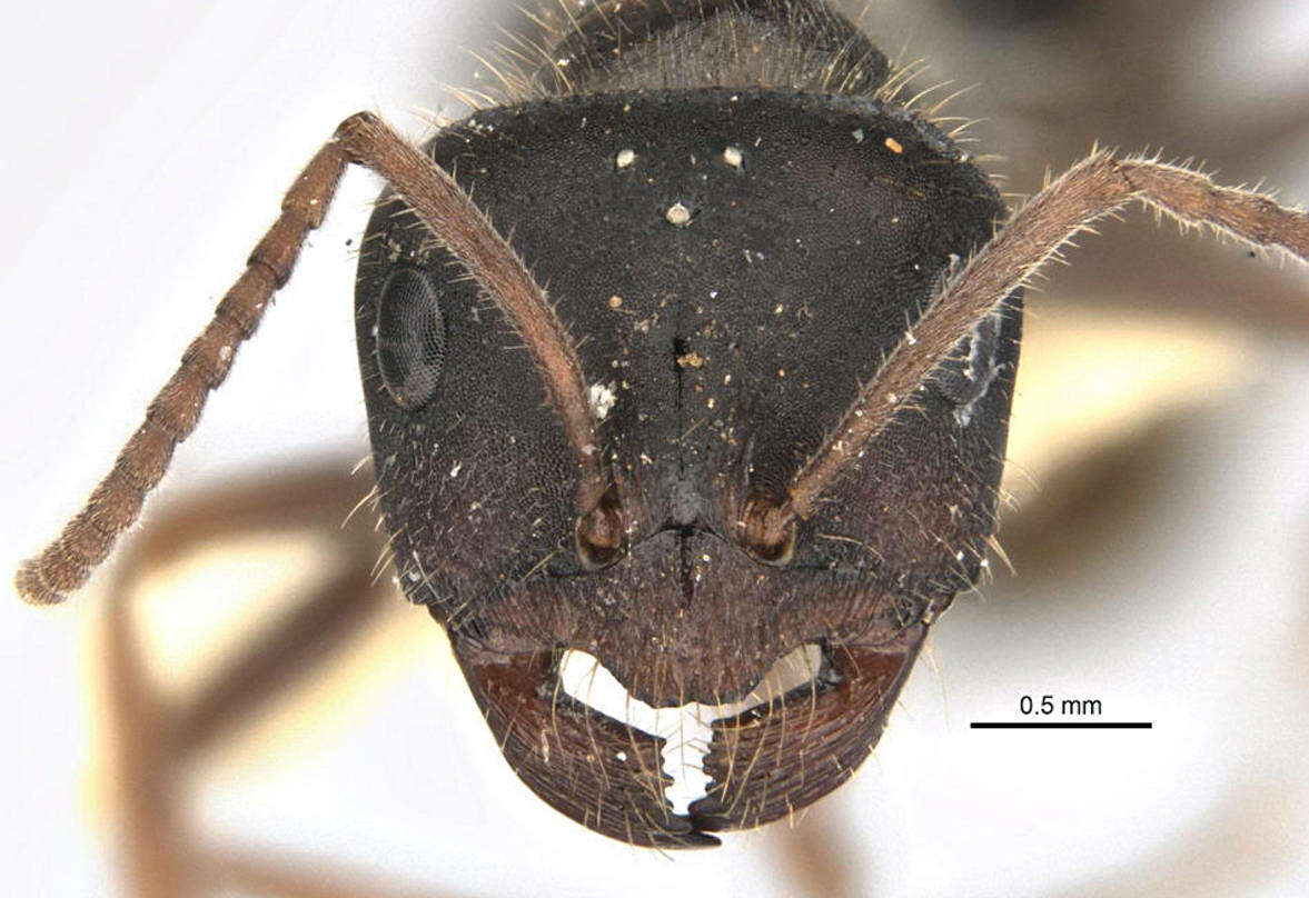 Imagem de <i>Melophorus canus</i>