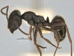 Imagem de <i>Melophorus canus</i>