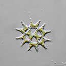 Image of Lacunastrum gracillimum