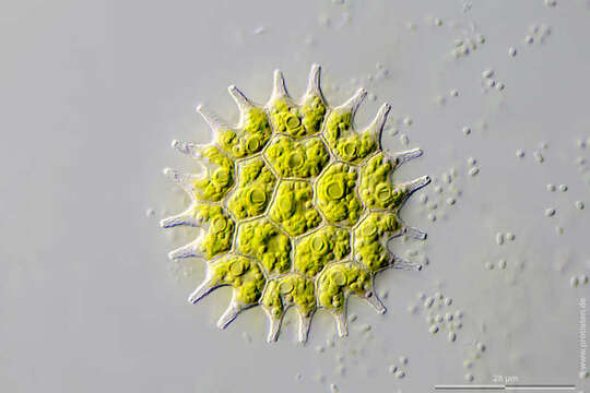 صورة Pseudopediastrum