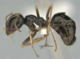 Imagem de Melophorus quadratus