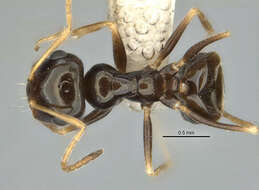 Image of <i>Melophorus marmar</i>