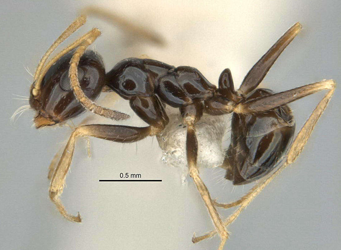 Image of <i>Melophorus marmar</i>