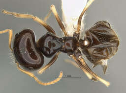 Image of <i>Melophorus marmar</i>