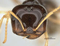 Image of <i>Melophorus marmar</i>