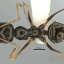 Image of <i>Melophorus oblongiceps</i>