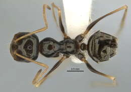 Imagem de <i>Melophorus oblongiceps</i>