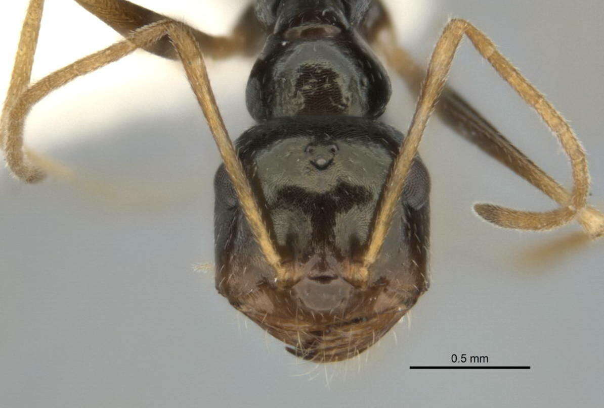 Imagem de <i>Melophorus oblongiceps</i>