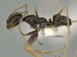 Imagem de <i>Melophorus oblongiceps</i>