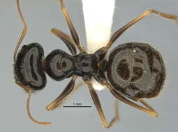 Imagem de <i>Melophorus oblongiceps</i>