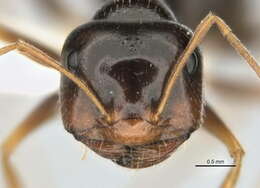 Imagem de <i>Melophorus oblongiceps</i>