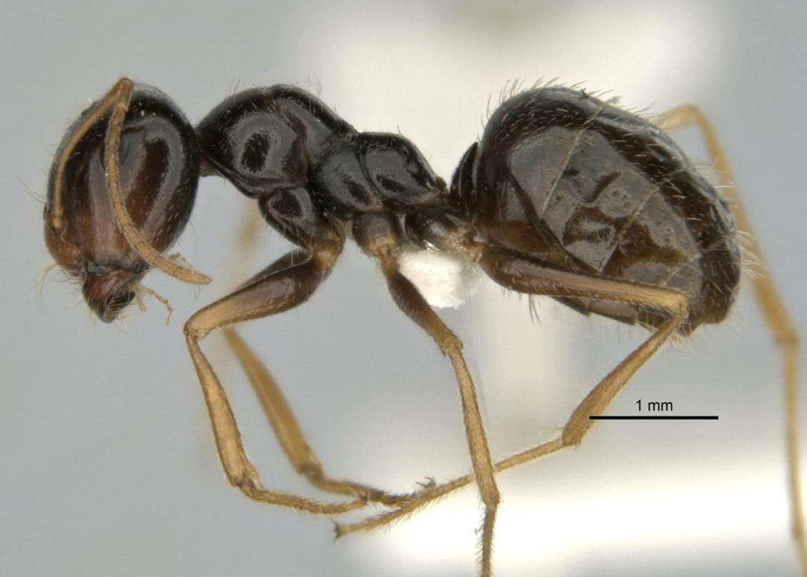 Imagem de <i>Melophorus oblongiceps</i>