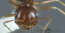 Imagem de <i>Melophorus chauliodon</i>