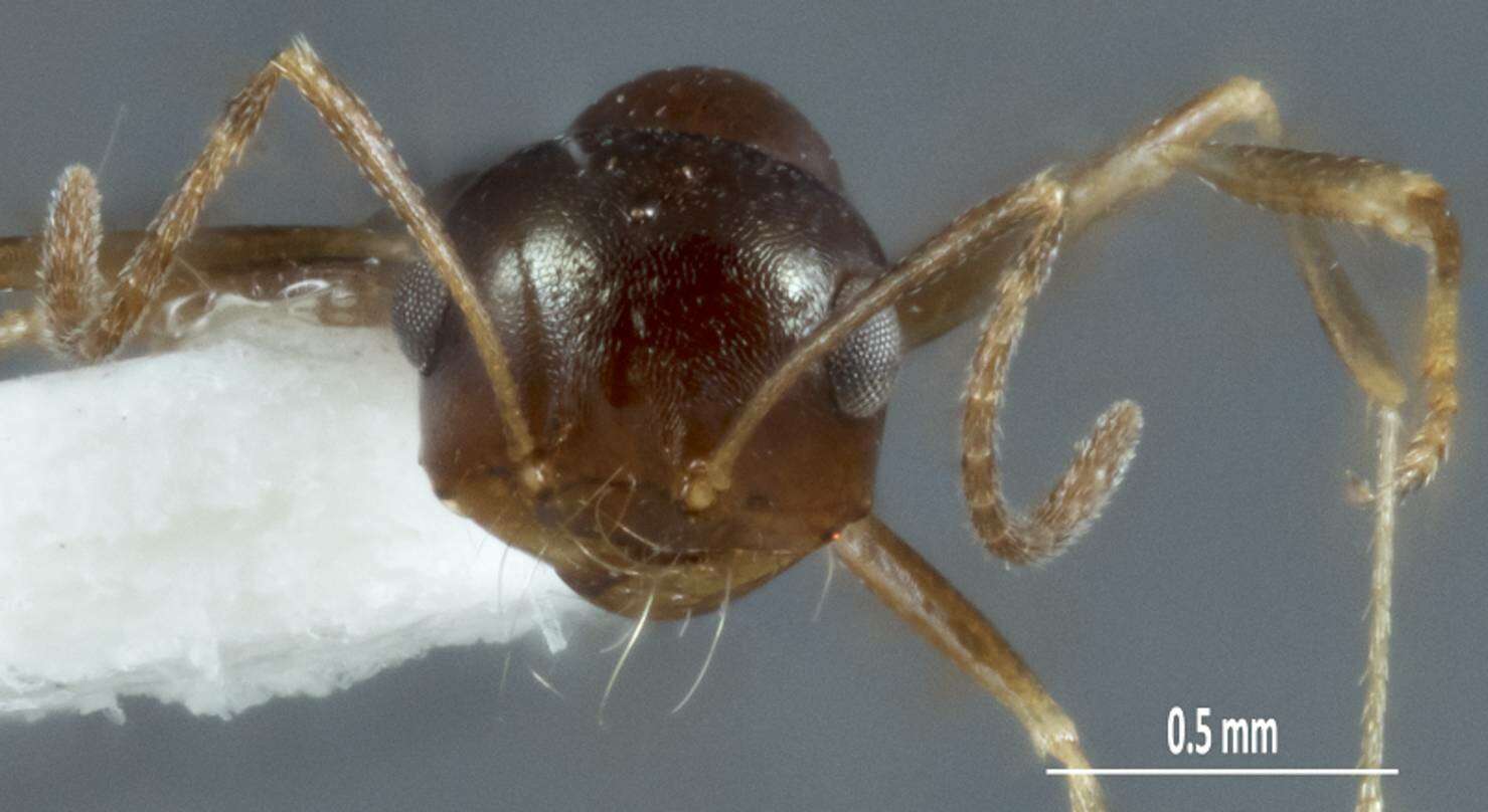 Image of <i>Melophorus chauliodon</i>