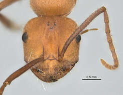 Imagem de <i>Melophorus sulconotus</i>