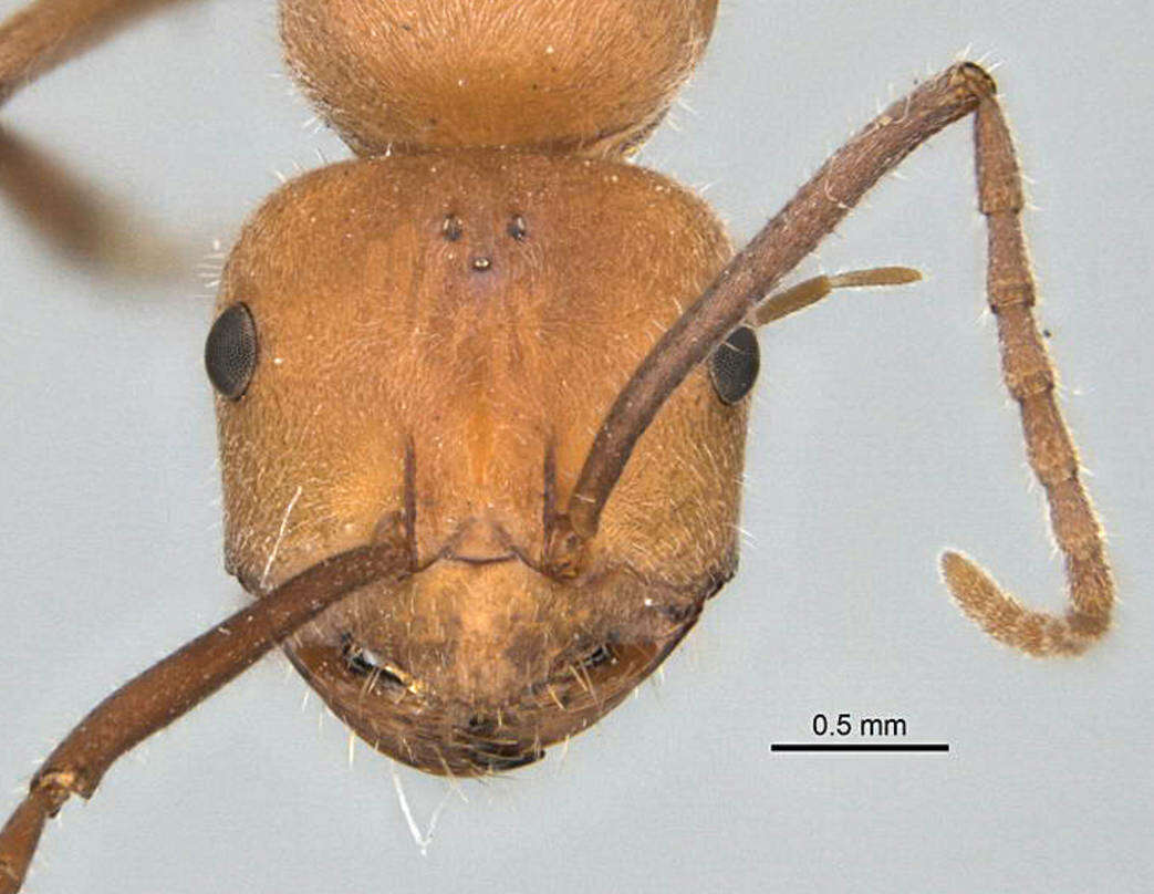 Image of <i>Melophorus sulconotus</i>