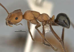 Imagem de <i>Melophorus sulconotus</i>