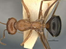 Image of <i>Melophorus nemophilus</i>