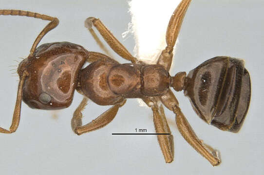 Image of Melophorus potteri McAreavey 1947