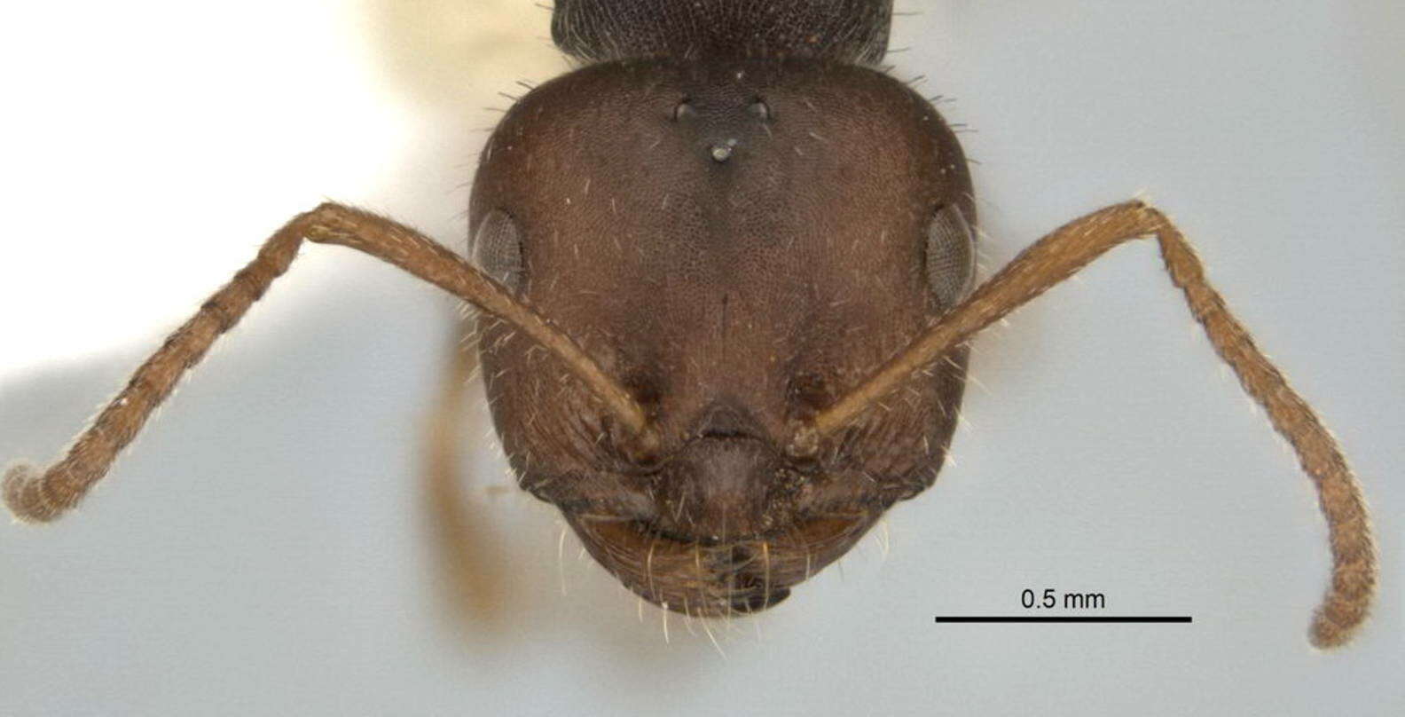 <i>Melophorus postlei</i>的圖片