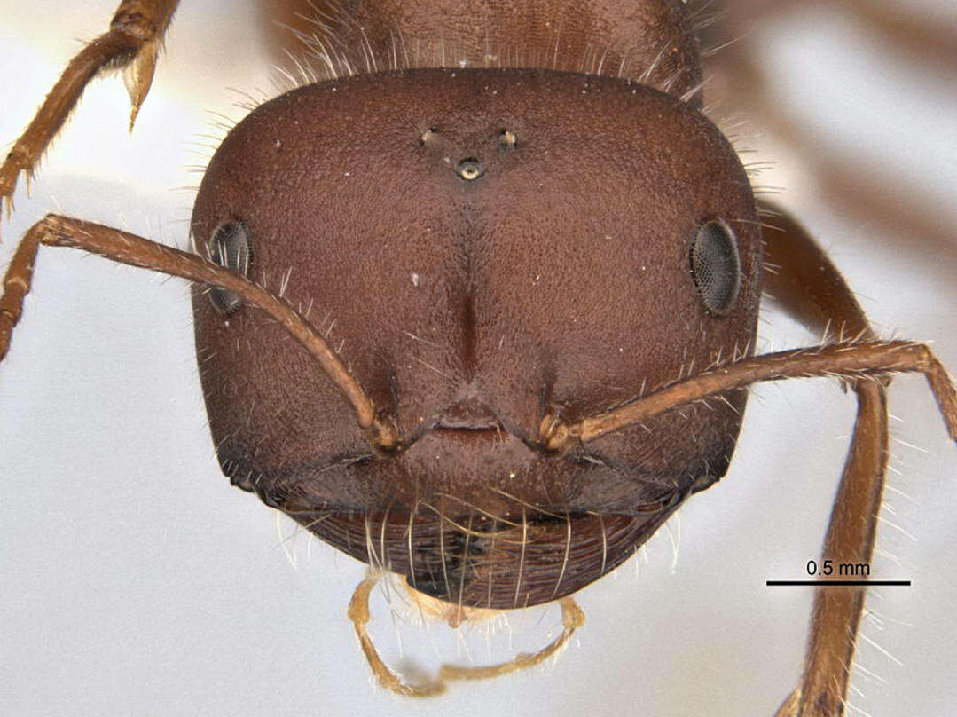 Imagem de <i>Melophorus hirsutipes</i>