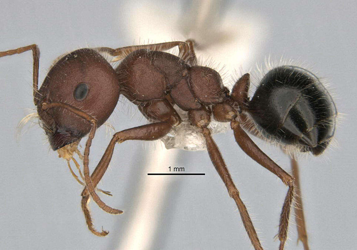 Imagem de <i>Melophorus hirsutipes</i>