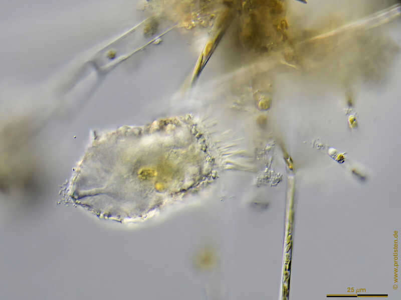 Image of Tintinnopsis lacustris