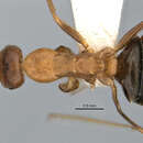 Image of <i>Melophorus platyceps</i>